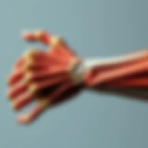 Illustration of wrist muscle anatomy
